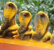 SARPPA DAIVANGAL